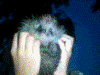 Vladgad500_235774.gif