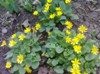 kiskiskis_951053.jpg